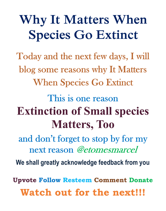Why it Maters When Species Go Extinct Main.png