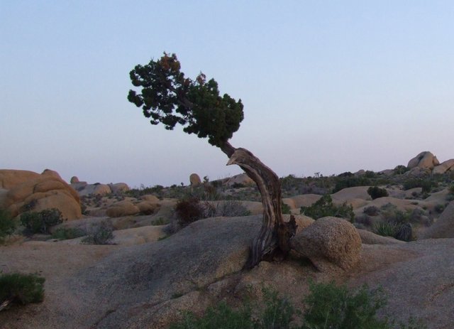 1220-DesertTree.jpg