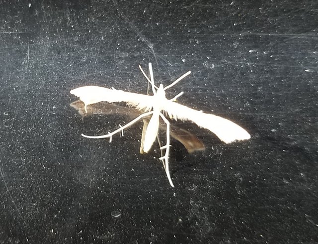 Strange moth bug.jpg