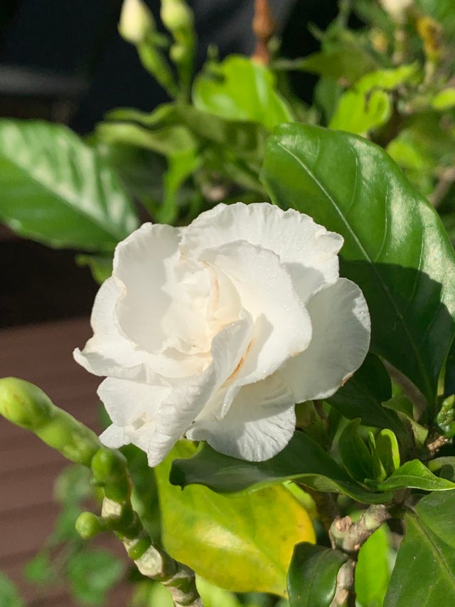 flower119.jpg