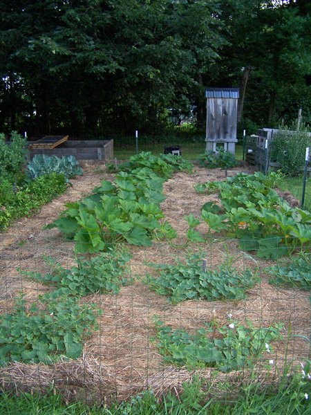 Small garden - squashes, etc2 crop July 2018.jpg