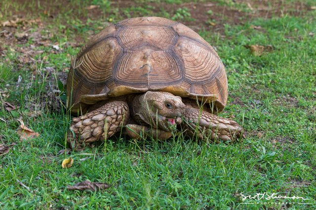 African spurred tortoise-3.jpg