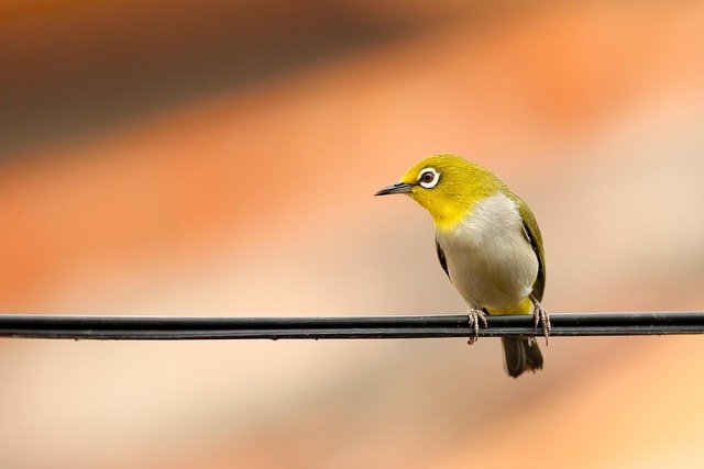 bird-1853942_640.jpg