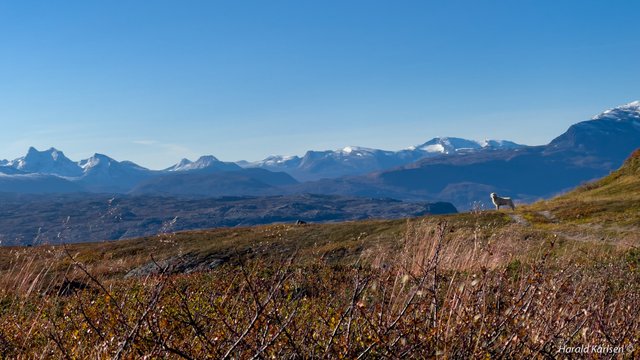 Kopparfjellet-8.jpg