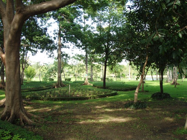 Queen Sirikit Park trees