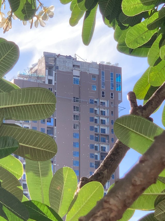 trees and buildings11.jpg