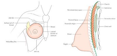 breast8679 (1).JPG