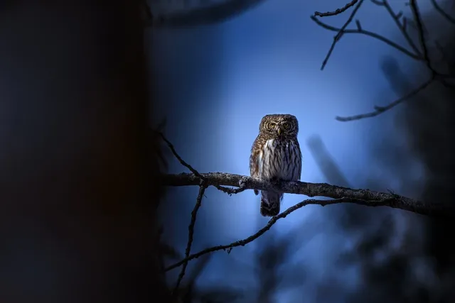 eurasian-pygmy-owl-8235624_1280.webp