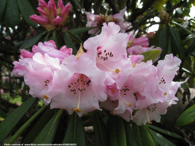 PinkRhododendron-001-100518.jpg