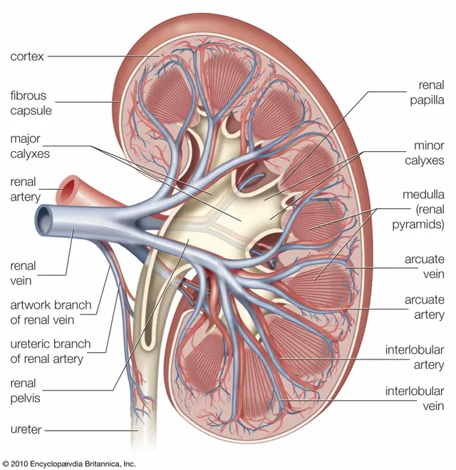 Cross-section-kidney-blood-vessels.webp