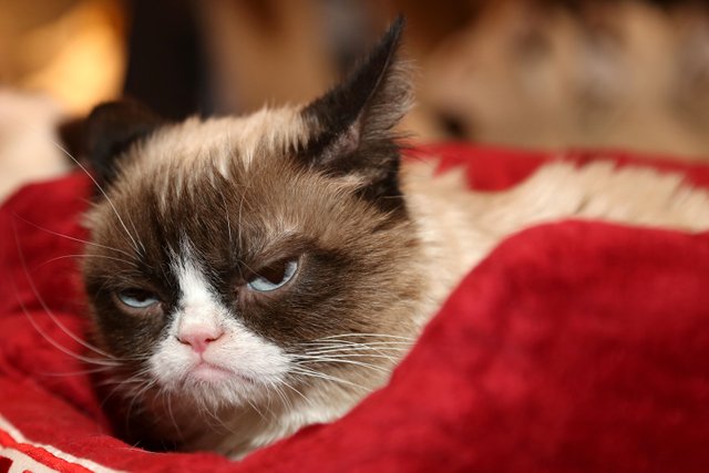 Grumpy-Cat-2015-memes.jpg