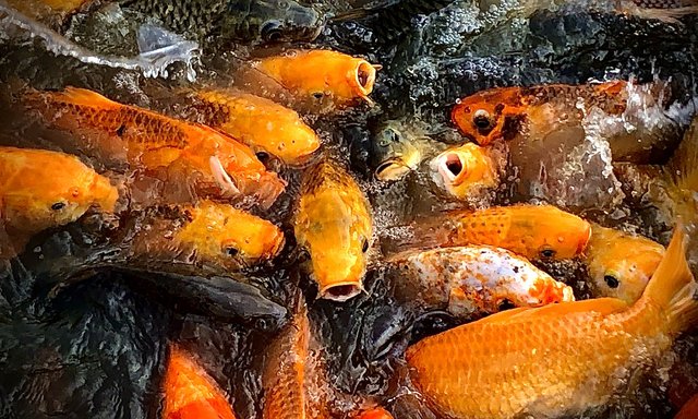 koi-carp-6036156_1280.jpg