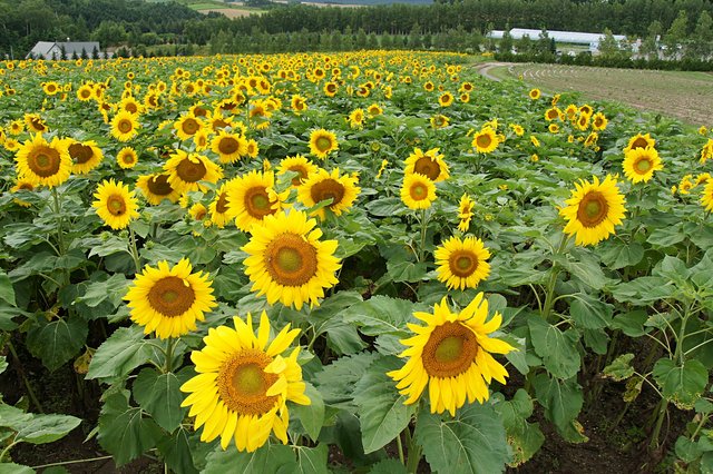 Japan-Hokkaido12802-1166.jpg