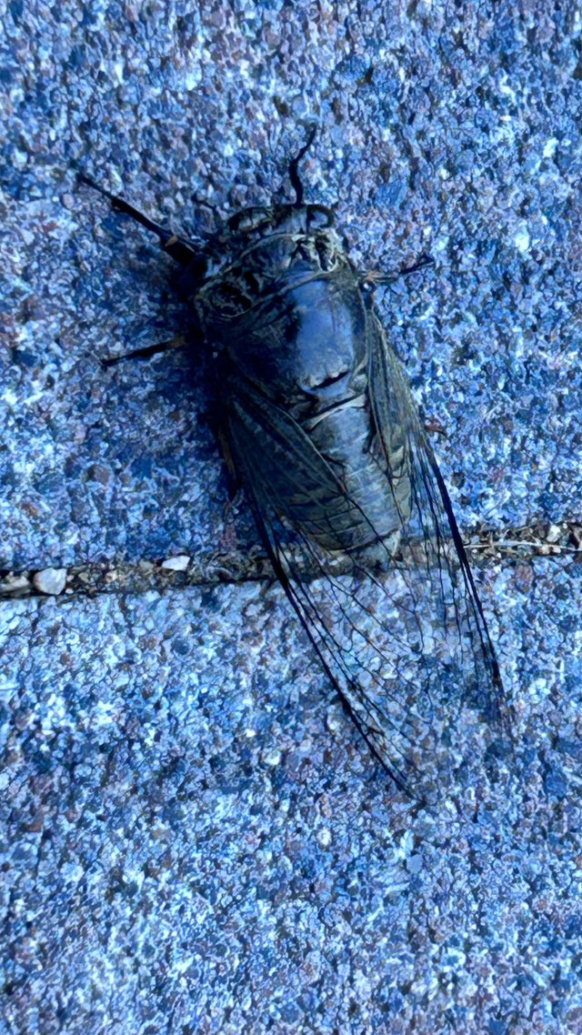 IMG_2765.jpeg