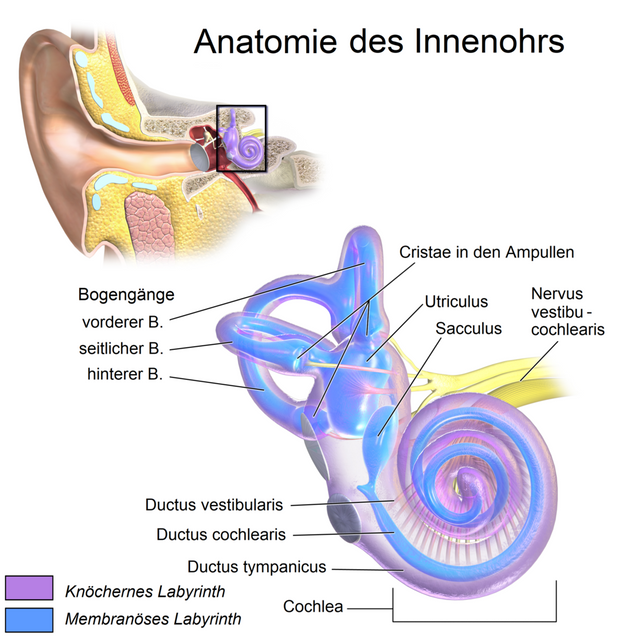 Anatomie_des_Innenohrs.png