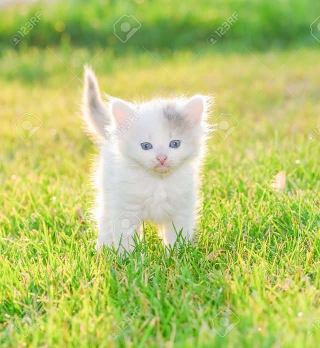 31403052-funny-little-white-kitten-with-blue-eyes.jpg