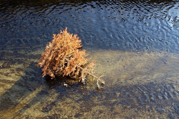 árbol náufrago.jpg