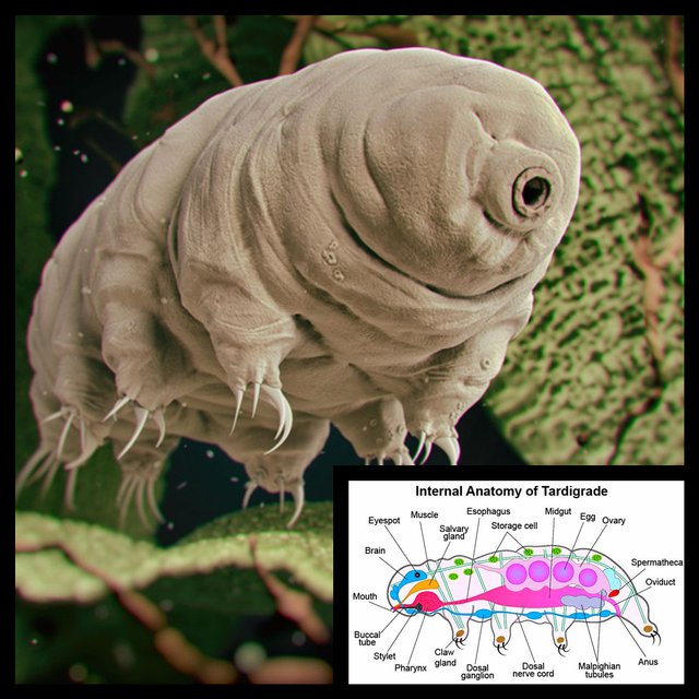 water bear.jpg