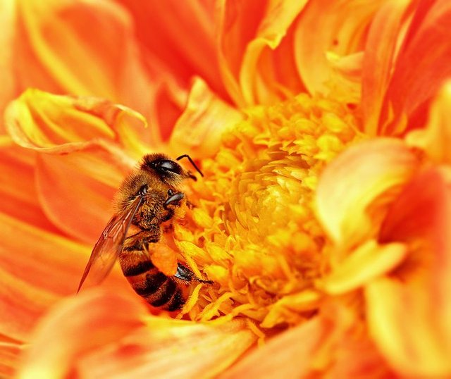 800px-Honey_Bee_takes_Nectar.jpg