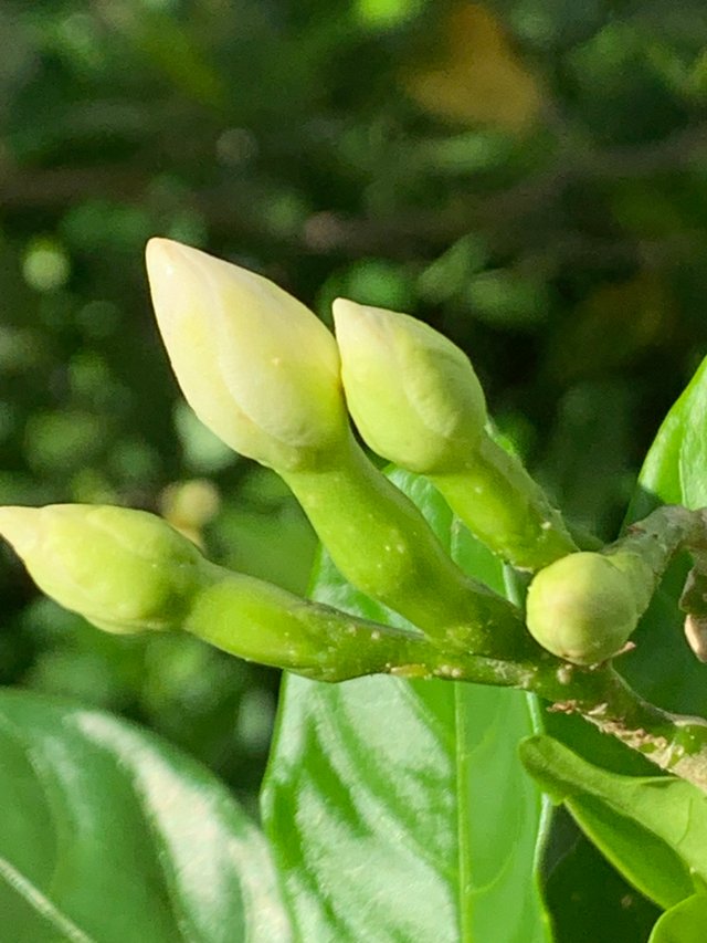 flower110.jpg