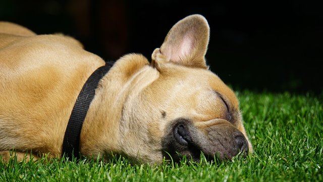 french-bulldog-4291119_1280.jpg