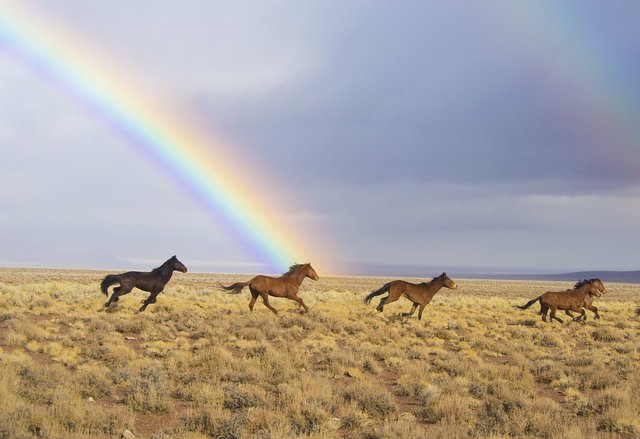 wild-horses-2239420_960_720.jpg