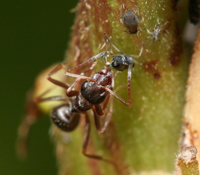 Ant_feeding_on_honeydew Jmalik (talk) 3.0.JPG