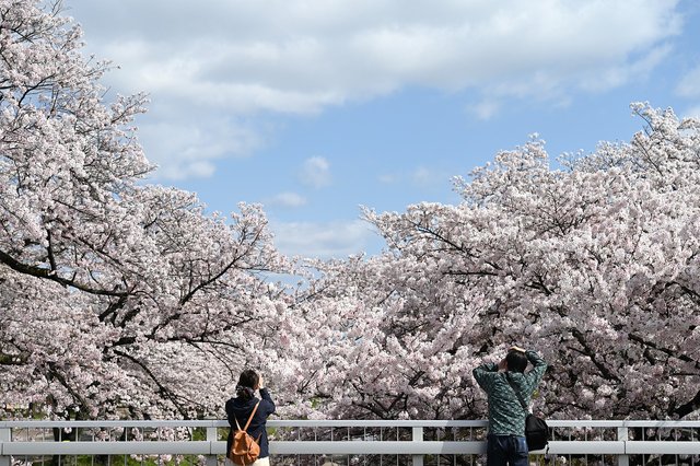 cherry-blossoms-5005234_1280.jpg