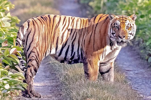 Royal-Bengal-Tiger.jpg