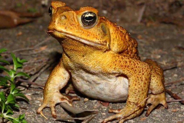 cane-toad-june082020-min-728x486.jpg