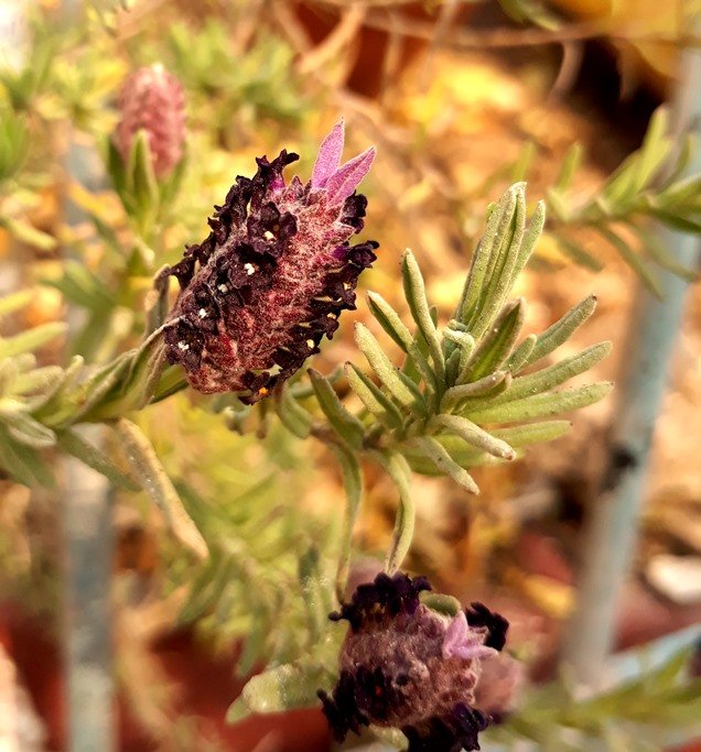 stoechas lavender.jpg