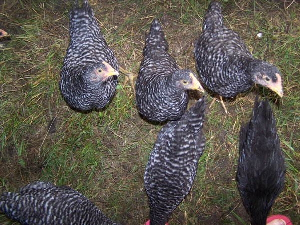 Broilers - nearly 2 months5 crop June 2019.jpg