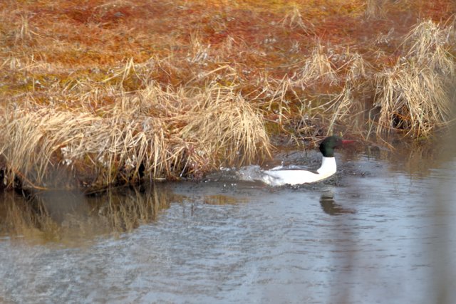 DSC_6365 one loon 12 x 8.jpg