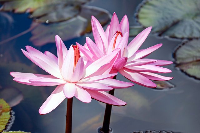 water-lilies-2327887_1280.jpg