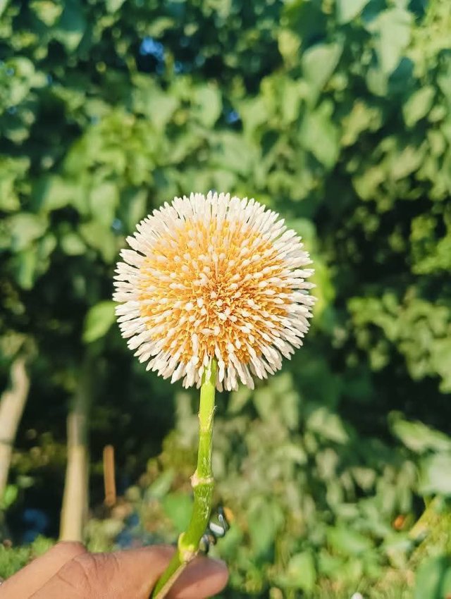 1000041835.jpg