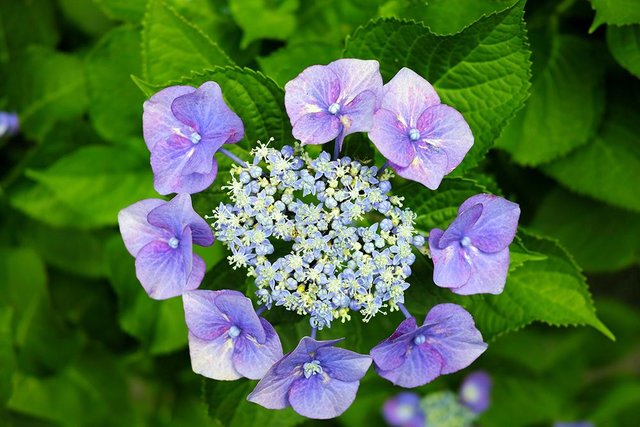 lacecap-hydrangea-form-compressor.jpg