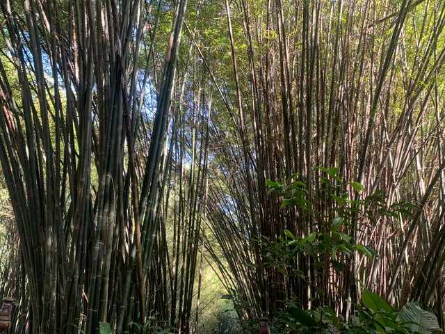 Bamboo Tunnel8.jpg