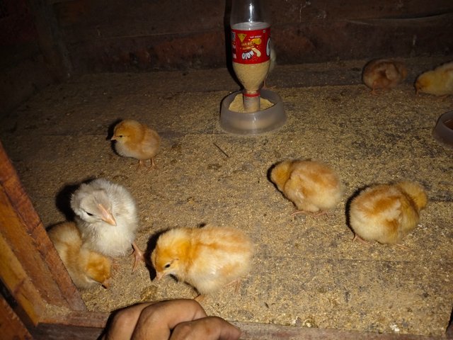 1000049337.jpg