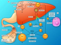 lipid.jpg