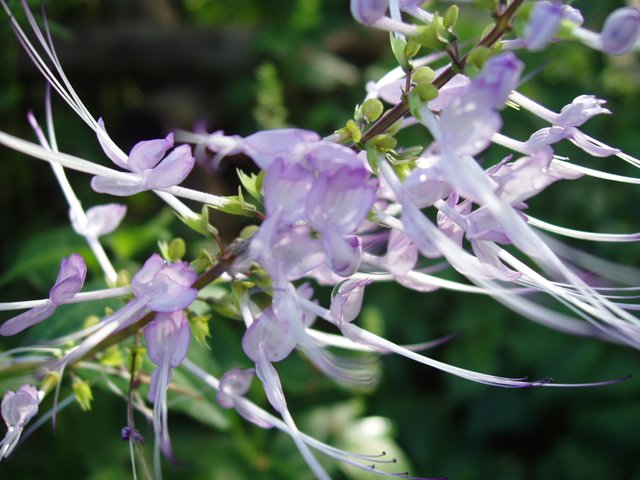 Queen Sirikit Park - flower