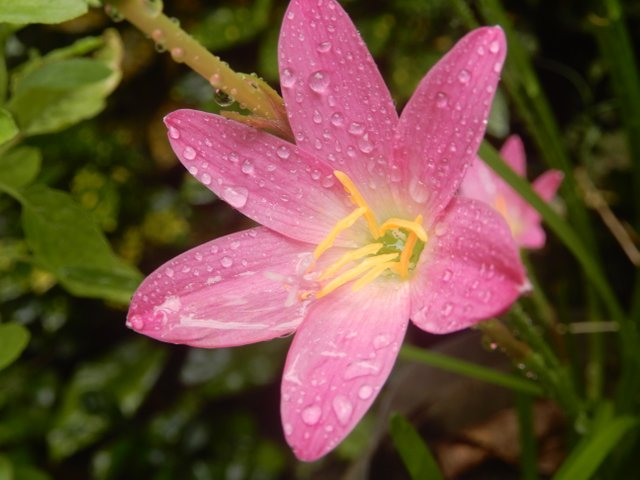 Lily Flower 4.JPG