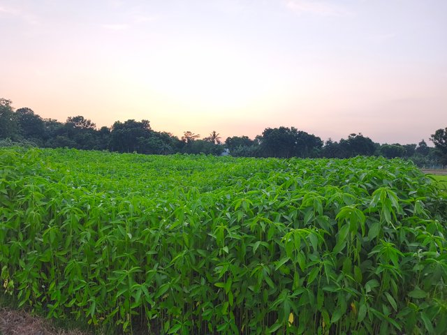 IMG_20250613_185301.jpg