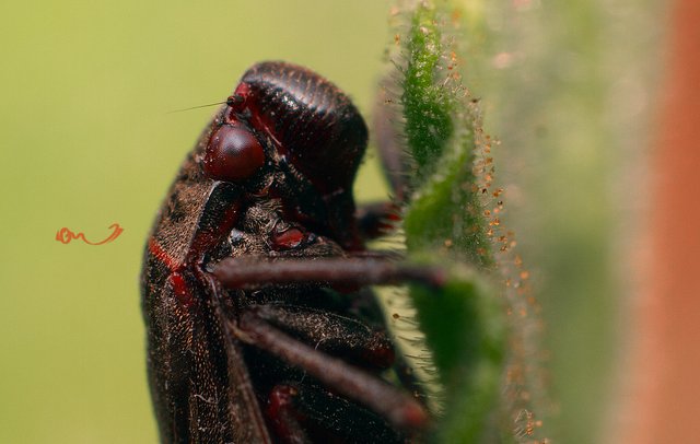 macro insecto.jpg