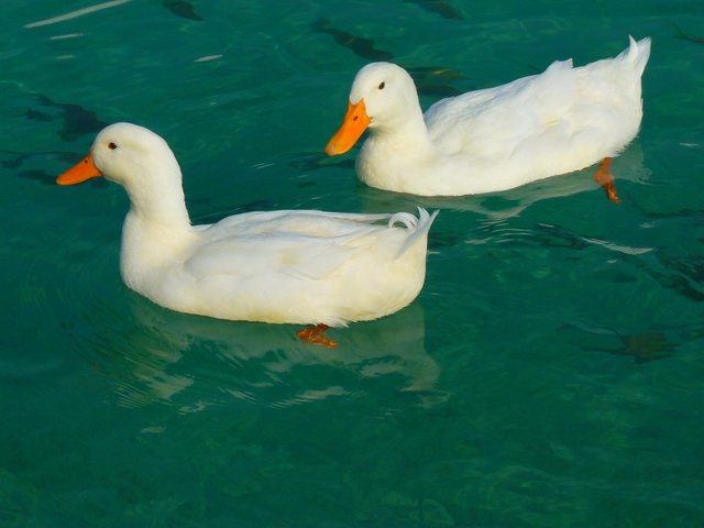 duck-15026_1280.jpg