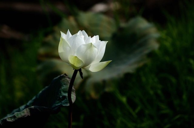 White Flower (5).jpg