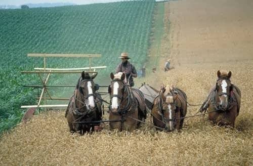 Amish wheat harvest.jpg