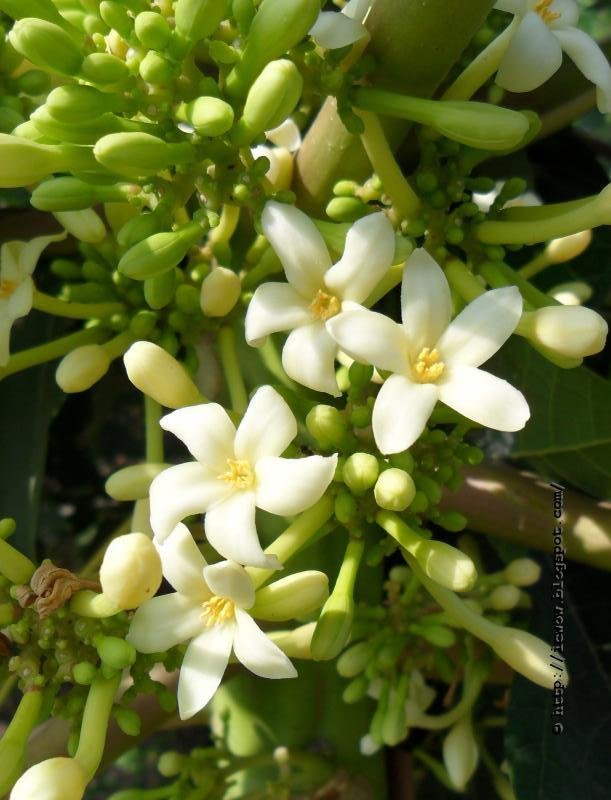 Male Papaya Flower Carica papaya-1.JPG