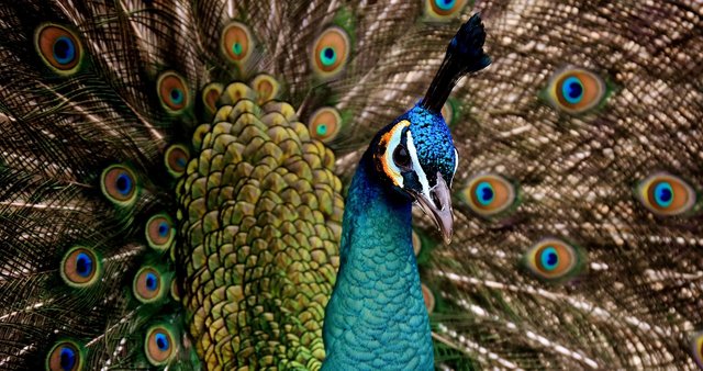 peacock-3080897_1280.jpg