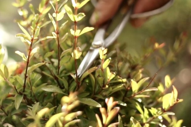 pomegrana-bonsai-6-poda.jpg