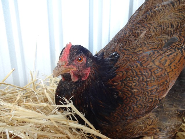 Impacted Crop, Sour Crop and Making a Crop Bra. Also Introducing Precious  the Chicken. — Steemit